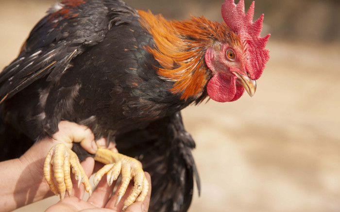 Giống gà thông minh và hung dữ, lọt top đắt đỏ nhất Việt Nam được ưa chuộng dịp Tết Nguyên đán Ảnh 2