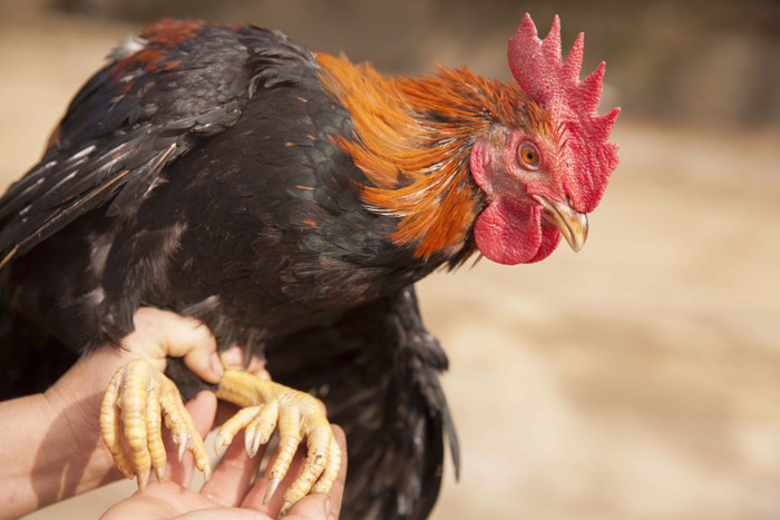 Gà chín cựa nổi tiếng Phú Thọ.