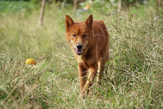 Giống chó này hung dữ và trung thành.