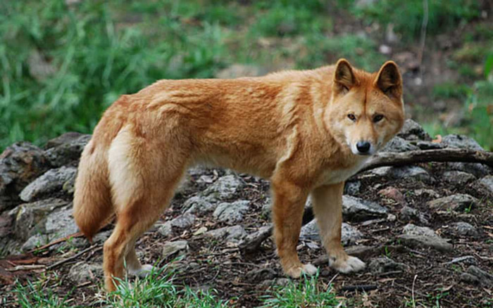 Giống chó là quốc khuyển Việt Nam, thông minh và trung thành bậc nhất Ảnh 2