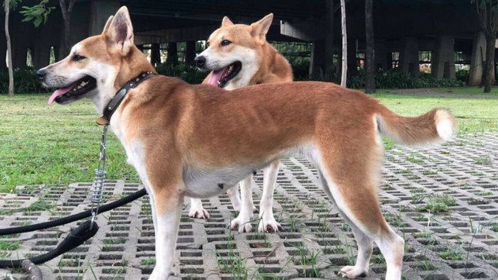 Chó Lài thực thụ hiện khá hiếm