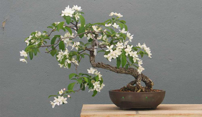 Nguyệt quế có thể uốn thành bonsai.