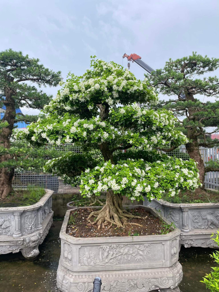 Bonsai nguyệt quế sẽ được thợ uốn tỉa thành những hình dáng khác nhau.