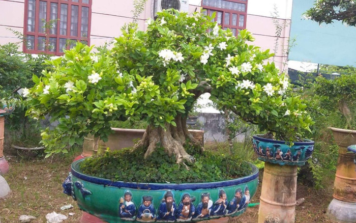 Loại cây tỏa mùi thơm lạ, nay thành bonsai được ưa chuộng trong dịp Tết vì mang ý nghĩa may mắn Ảnh 2