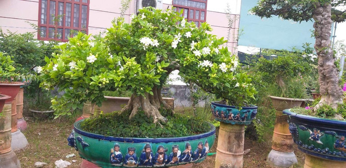 Vài năm gần đây, nhiều hộ gia đình quyết định chơi Tết bosai nguyệt quế.