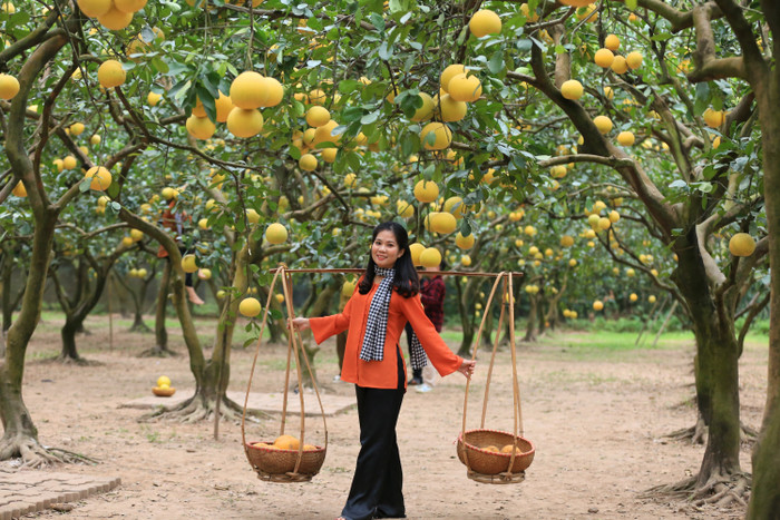 Cũng theo anh Dũng, vườn bưởi đẹp và đông khách nhất là từ đầu tháng 12 dương lịch đến cuối tháng.