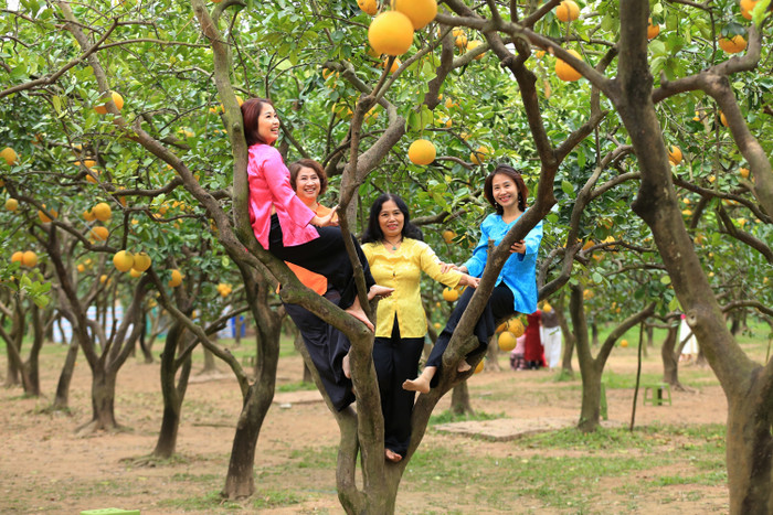 Vườn bưởi Diễn này rộng khoảng 4 ha với gần 2.000 gốc bưởi. Đây được xem là một trong những địa điểm thu hút đông đảo du khách đến tham quan và chụp ảnh tại Hà Nội. 