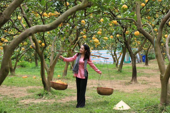 Để vào tham quan vườn bưởi 2000 gốc, du khách phải mua vé với mức giá như sau: 50.000 đồng/người lớn và 25.000 đồng/trẻ em. 