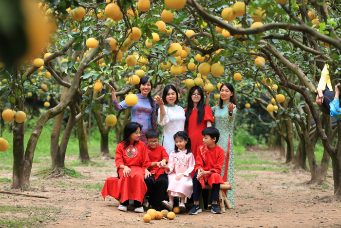 Khoảng giữa tháng 1/2025, gia đình anh Dũng sẽ thu hoạch bưởi để bán vào dịp Tết.