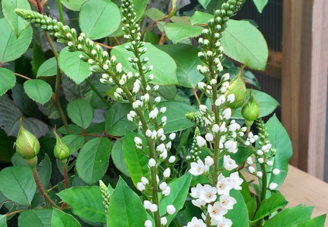 Hóa của chúng có màu trắng trông vô cùng đẹp mắt.