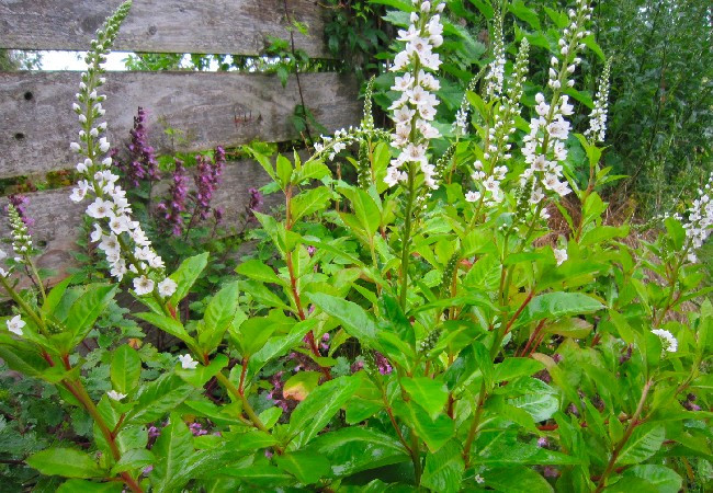 Rau tinh tú thường mọc dại ở ven đường, ruộng lúa...