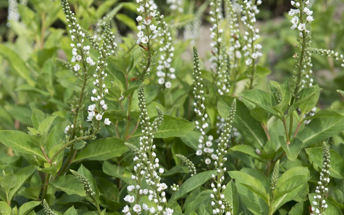 Loại rau dại xưa đầy, giờ thành đặc sản được dân phố 'săn lùng' nhưng hiếm có Ảnh 2