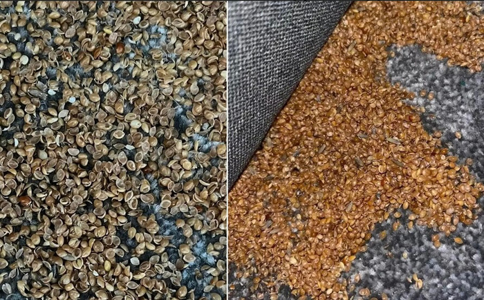 Hốt hoảng vì hàng trăm hạt vàng bí ẩn, bà mẹ tìm ra nguyên nhân bất ngờ.