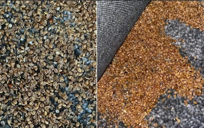 Dọn dẹp nhà thấy hàng nghìn vật thể lạ dưới giường con trai, đăng đàn hỏi phát hiện điều bất ngờ Ảnh 2