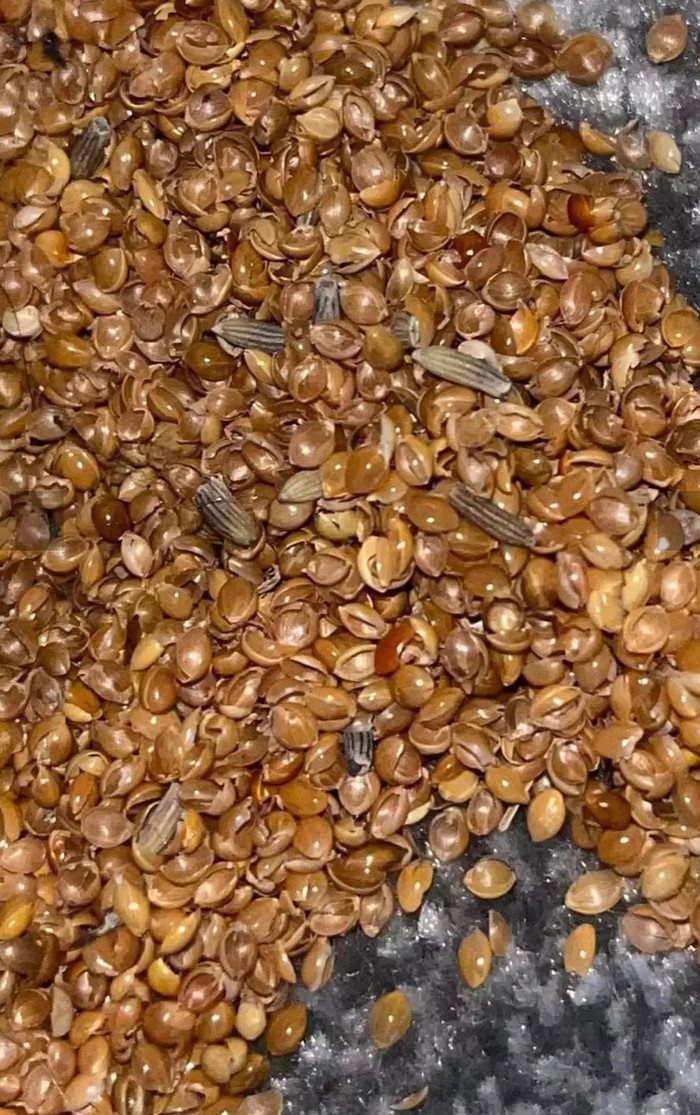 Cận cảnh sinh vật lạ khiến bà mẹ hoang mang.