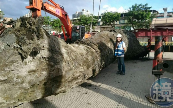 Công trường náo loạn vì đào đất phát hiện cây gỗ trị giá 3.487 tỷ đồng, tỏa mùi thơm ngào ngạt Ảnh 2