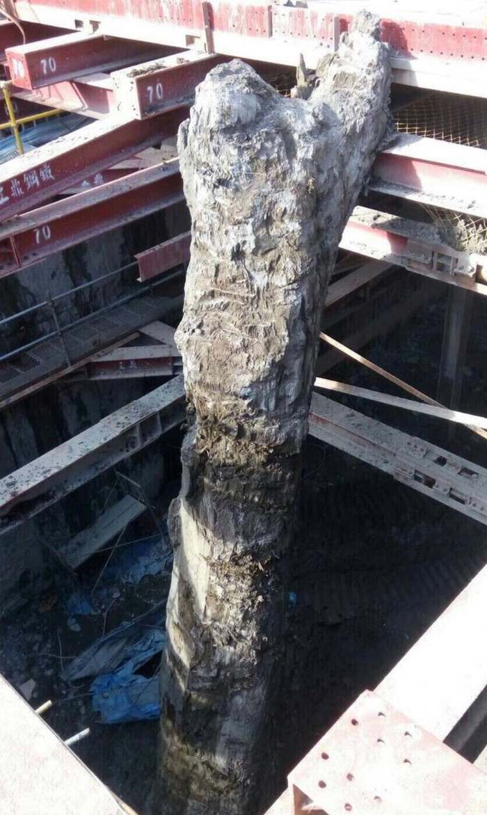 Công nhân choáng váng khi đào được cây gỗ 'khủng' nặng 26 tấn, giá trị tỷ đô.