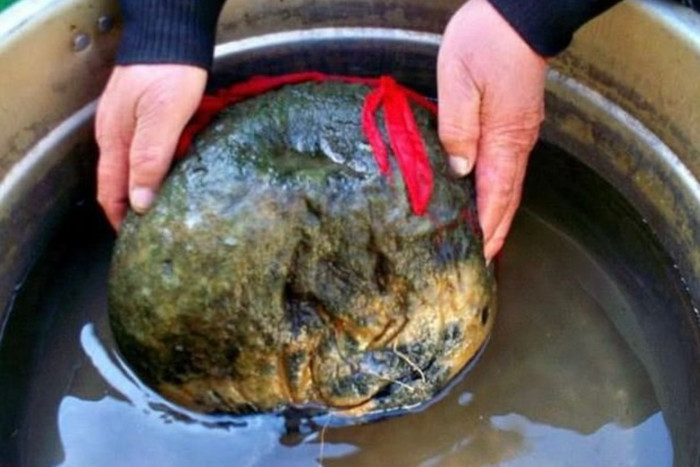 Sau khi đem con 'quái vật' về, nó đã thu hút sự chú ý của nhiều người xung quanh (Ảnh: Kknews)