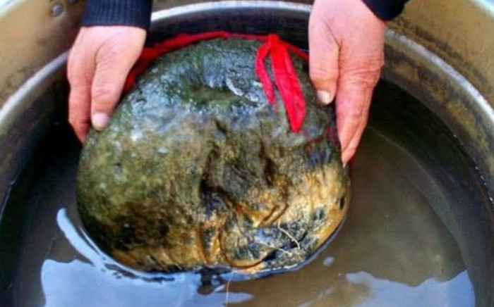 Ông lão câu được 'quái vật' không đầu không đuôi, cả làng đổ xô đến xem, hóa ra bảo vật quý hiếm Ảnh 2