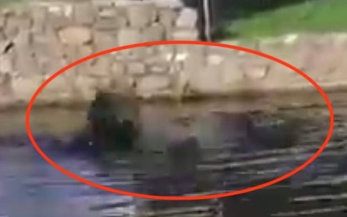 Người đàn ông bị cá sấu kéo lê xuống đầm, dân làng đi kiếm phát hiện cảnh tượng đau lòng Ảnh 2