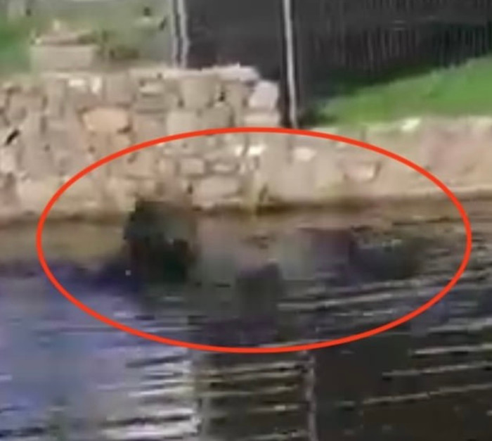 Kinh hoàng cảnh đàn cá sấu “tranh giành” người đàn ông xấu số.