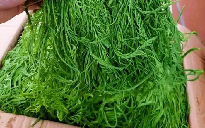 Loại rau thối xưa có đầy, giờ thành đặc sản ăn một lần nhớ mãi không quên, 200.000 đồng/kg Ảnh 2