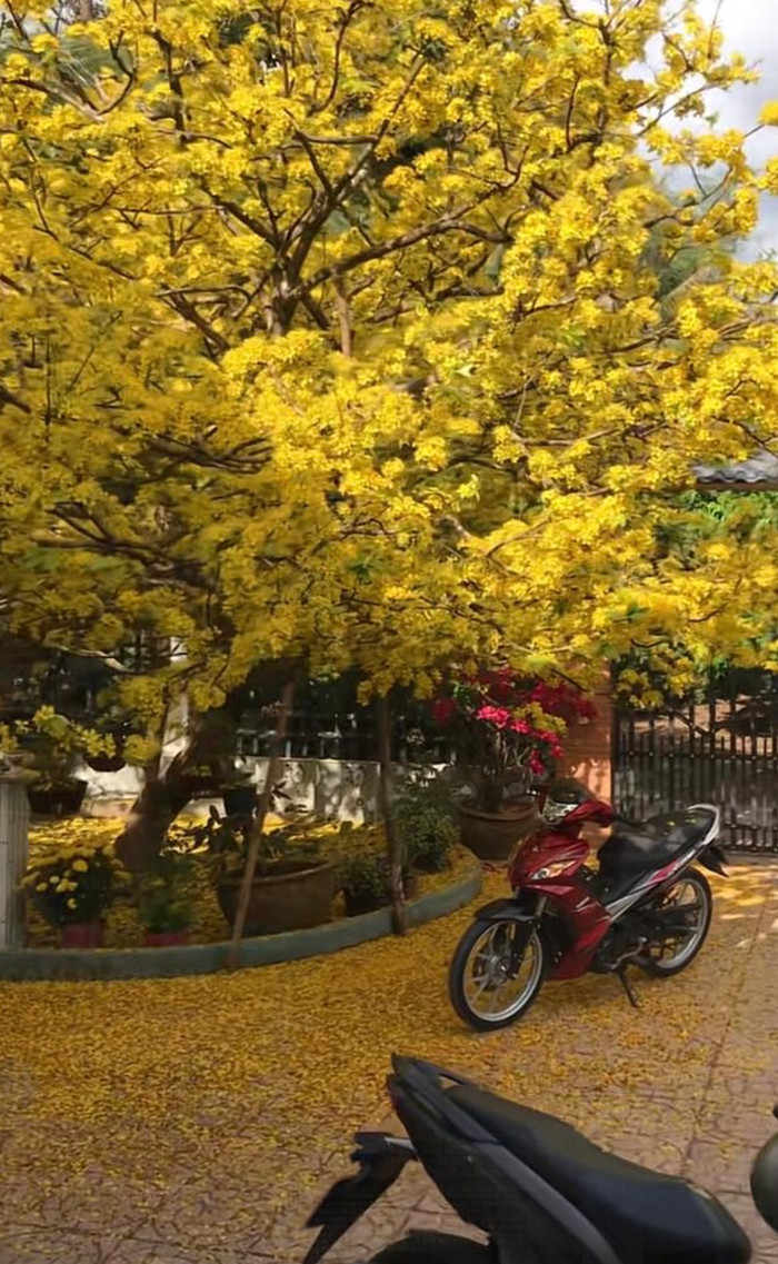 Sắc vàng rực rỡ của cây mai khiến ngôi nhà trở thành tâm điểm chú ý. Nhưng với gia đình, giữ cây còn quý hơn tiền tỷ.
