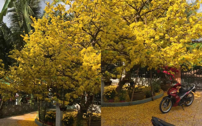 Cây mai vàng giá 2,3 tỷ vẫn không bán, gia chủ hé lộ lý do bất ngờ Ảnh 2