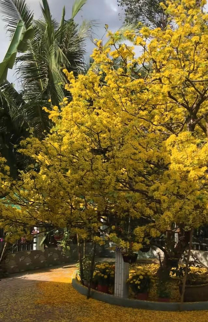 Dù được trả giá đến 2,3 tỷ đồng, gia chủ vẫn không bán.