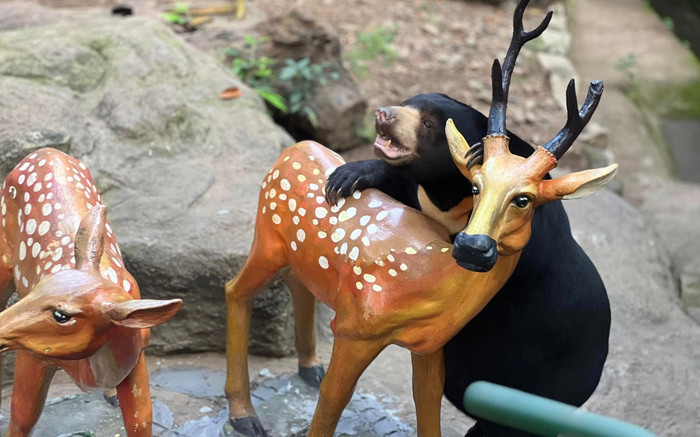 Gấu 'Noel' bất ngờ biết khui quà tại sở thú Ảnh 2