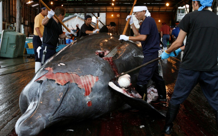 Thịt cá voi vây được đấu giá tại Nhật Bản sau nhiều thập kỷ Ảnh 2