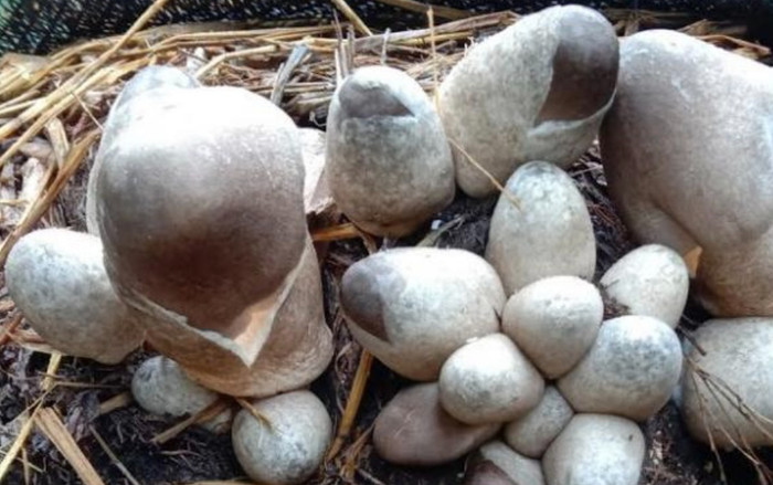 Loại nấm ruộng đồng quen thuộc, được xem là 'thần dược' ít ai ngờ tới Ảnh 2