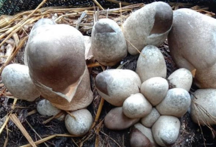 Chỉ là nấm rơm, nhưng lại chứa cả 'kho báu' sức khỏe.