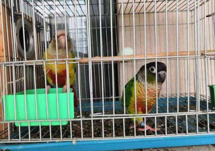 Bán vài con vẹt trong nhà, người đàn ông không ngờ phải trả giá đắt.