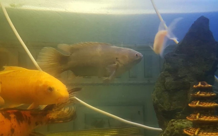 Chú cá rô bỗng nổi tiếng khắp mạng xã hội, khiến cả thế giới thích thú Ảnh 2