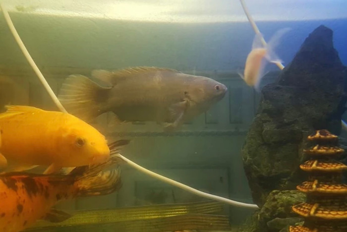 Cá rô sống cảnh chim lồng cá chậu với biểu cảm khiến dân mạng cười nghiêng ngả.