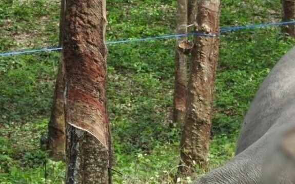 Đi làm thuê ở vườn cao su, nam công nhân bàng hoàng khi chứng kiến cảnh tượng đau lòng Ảnh 2