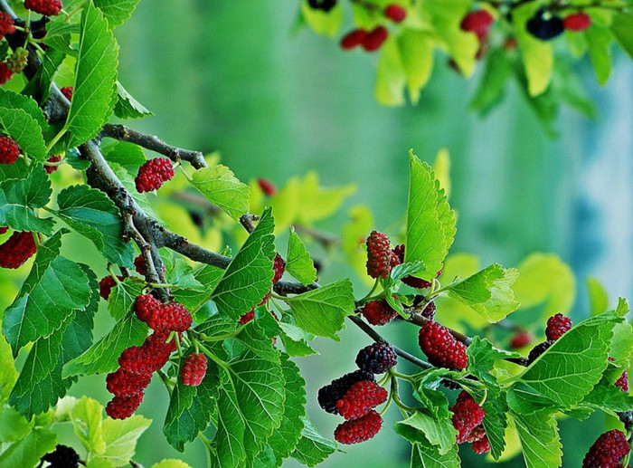 Bí mật từ cây dâu tằm, đặc sản sức khỏe, giá trị không ngờ tới.