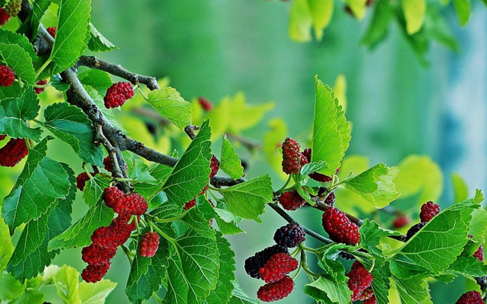 Loại quả từng bị bỏ rơi, chín rụng đầy gốc không ai thèm, nay hoá 'báu vật' tốt cho sức khỏe Ảnh 2