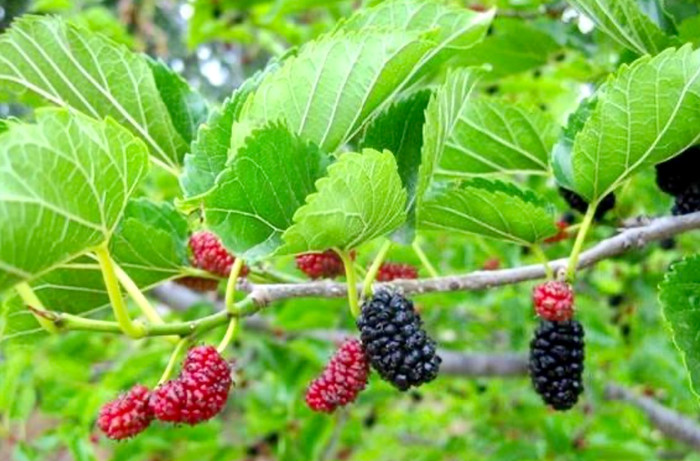 Loại quả từng bị bỏ rơi, chín rụng đầy gốc không ai thèm, nay hoá 'báu vật' tốt cho sức khỏe Ảnh 2