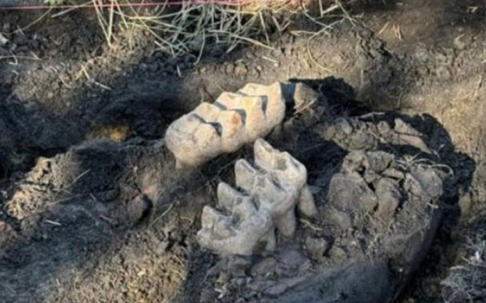 Đang dọn sân sau, người đàn ông suýt ngất khi thấy 'quái thú ngoài hành tinh' 11.000 tuổi Ảnh 2