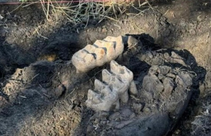 Hiện tượng kỳ lạ ở New York: Hóa thạch 'quái vật' cổ đại trồi lên từ lòng đất.