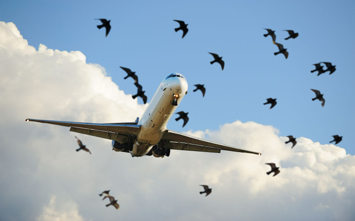Vì sao một con chim nhỏ cũng có thể gây ra tai nạn máy bay? Ảnh 2