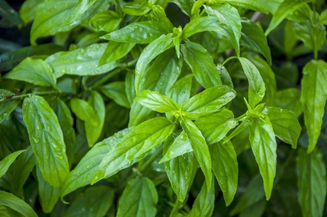 Rau đặc sản này mang hương vị lạ.