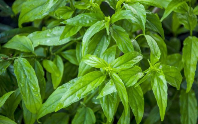 Loại rau xưa mọc đầy hàng rào, nay thành đặc sản được săn lùng vì lạ, 100.000 đồng/kg Ảnh 2