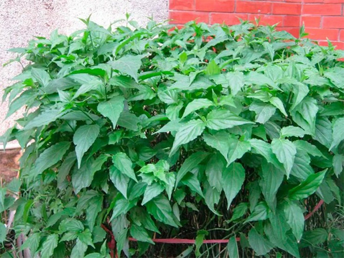 Rau mảnh cộng có nhiều ở các vùng quê nghèo.