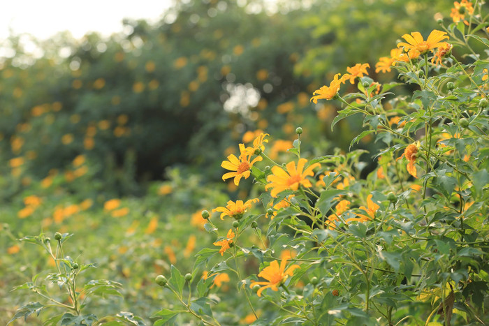 Chị là Lê Thị Loan (38 tuổi, giáo viên mầm non) cùng gia đình đã đến vườn hoa dã quỳ này tham quan và chụp ảnh. Chị Loan chi sẻ: 'Các bạn nhỏ nhà mình rất là thích hoa, rất yêu quang cảnh tự nhiên. Mình tình cờ được một người bạn chia sẻ về nơi này nên quyết định cho các cháu đến. Mình cũng từng nghe đến hoa dã quỳ ở Ba Vì nhưng nơi này hơi xa, không ngờ ở Xuân Đỉnh vừa gần lại vừa có một vườn hoa dã quỳ đẹp đến như vậy'.