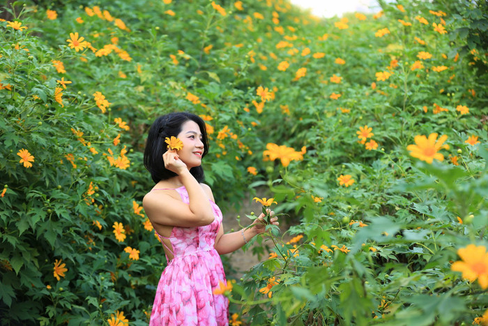 Vườn hoa dã quỳ này nằm trong ngõ 408 đường Xuân Đỉnh (phường Xuân Đỉnh, quận Bắc Từ Liêm, Hà Nội). 