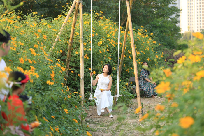 Anh Dương Văn Đạt (chủ vườn) cho biết, hiện nơi đây có hơn 400 gốc hoa dã quỳ. Để phục vụ người đến chụp ảnh, anh mở thêm dịch vụ cho thuê váy áo, thợ nhiếp ảnh. 