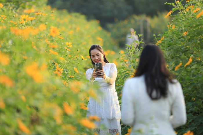 Sắc vàng của hoa dã quỳ cùng màu nắng nhạt lúc sáng sớm càng làm cho khung cảnh thêm phần đẹp mắt